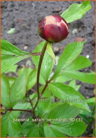 Paeonia &#39;Sarah Bernhardt&#39; (pot 11 cm)