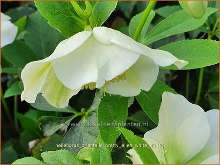 Helleborus orientalis &#39;Pretty Ellen White&#39;