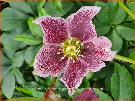 Helleborus orientalis &#39;Pretty Ellen Spotted&#39;