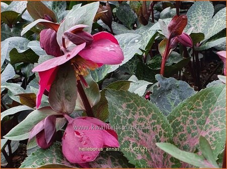 Helleborus &#39;Anna&#39;s Red&#39; (pot 11 cm)