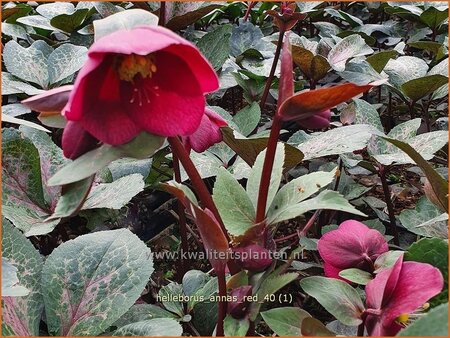 Helleborus &#39;Anna&#39;s Red&#39; (pot 11 cm)
