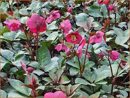 Helleborus &#39;Anna&#39;s Red&#39; (pot 11 cm)