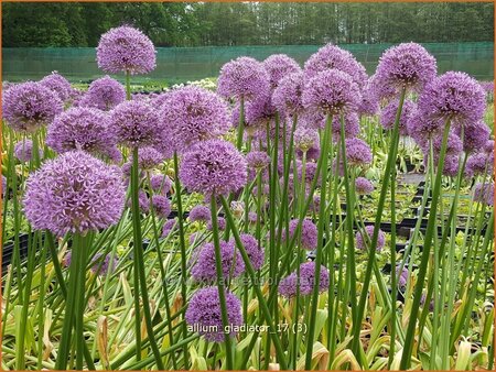 Allium &#39;Gladiator&#39; (pot 11 cm)