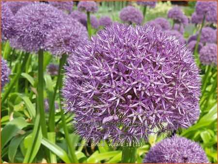 Allium &#39;Pinball Wizard&#39; (pot 11 cm)