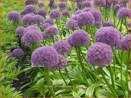 Allium &#39;Pinball Wizard&#39; (pot 11 cm)