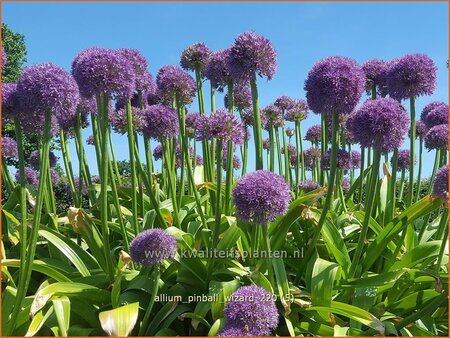 Allium &#39;Pinball Wizard&#39; (pot 11 cm)