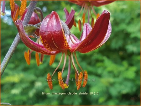 Lilium martagon &#39;Claude Shride&#39; (pot 11 cm)