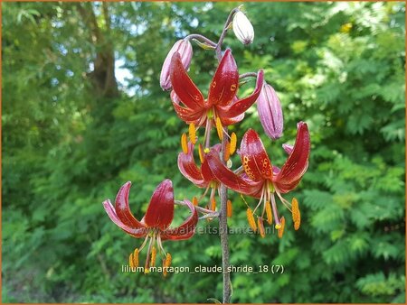 Lilium martagon &#39;Claude Shride&#39; (pot 11 cm)
