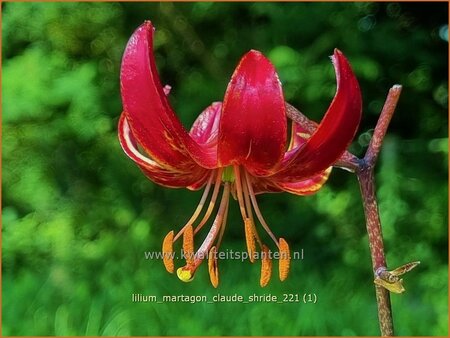 Lilium martagon &#39;Claude Shride&#39; (pot 11 cm)