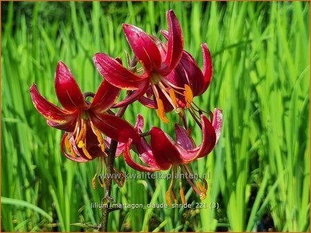 Lilium martagon &#39;Claude Shride&#39; (pot 11 cm)