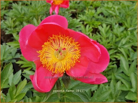 Paeonia &#39;Flame&#39; (pot 11 cm)