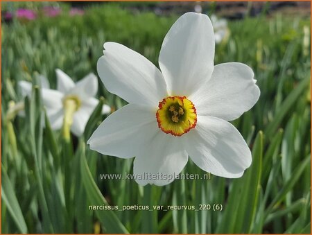 Narcissus poeticus &#39;Recurvus&#39;