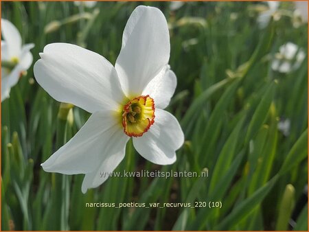Narcissus poeticus &#39;Recurvus&#39;