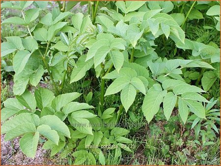 Aralia cordata (pot 11 cm)
