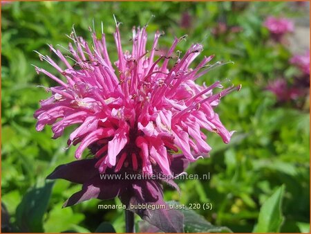 Monarda &#39;Bubblegum Blast&#39;