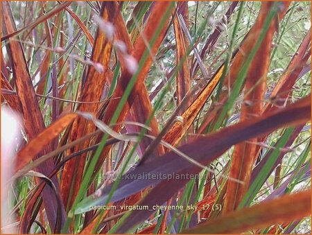 Panicum virgatum &#39;Cheyenne Sky&#39;