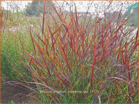 Panicum virgatum &#39;Cheyenne Sky&#39;