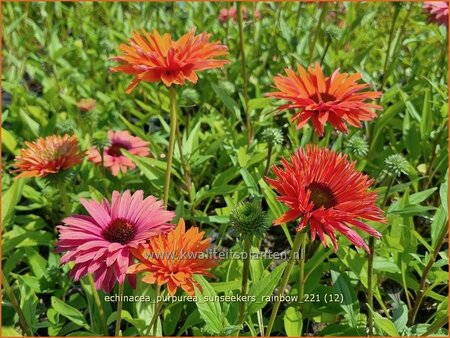 Echinacea purpurea 'Sunseekers Rainbow'