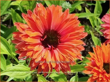 Echinacea purpurea &#39;Sunseekers Rainbow&#39;