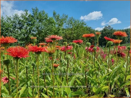 Echinacea purpurea &#39;Sunseekers Rainbow&#39;