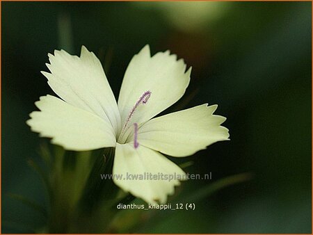 Dianthus knappii