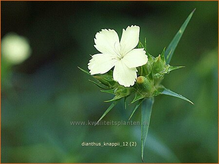 Dianthus knappii