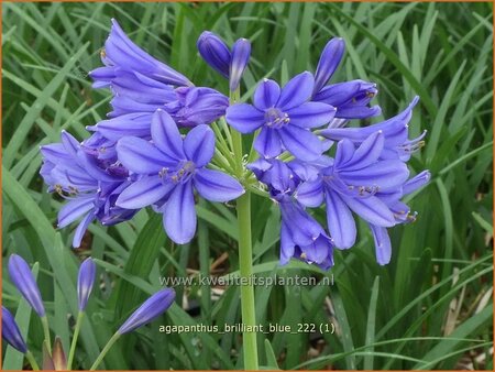 Agapanthus 'Brilliant Blue'