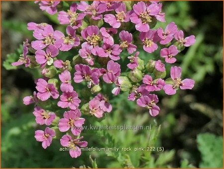 Achillea millefolium 'Milly Rock Pink'