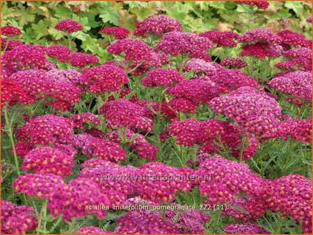 Achillea 'Pomegranate'