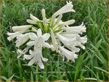 Agapanthus 'Pitchoune White'