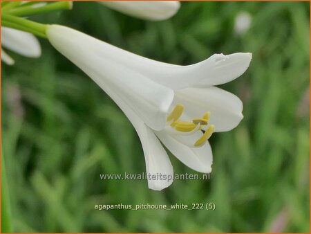 Agapanthus 'Pitchoune White'