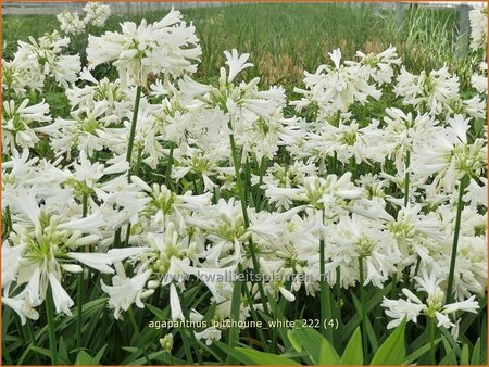 Agapanthus 'Pitchoune White'