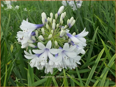 Agapanthus &#39;Twister&#39;