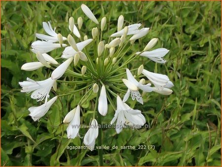 Agapanthus 'Vallée de Sarthe'