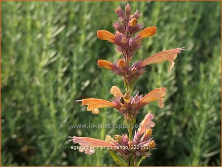 Agastache 'Mango Tango'