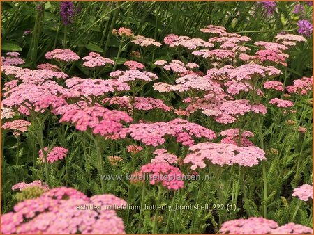 Achillea millefolium &#39;Butterfly Bombshell&#39;