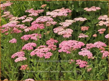 Achillea millefolium &#39;Butterfly Bombshell&#39;