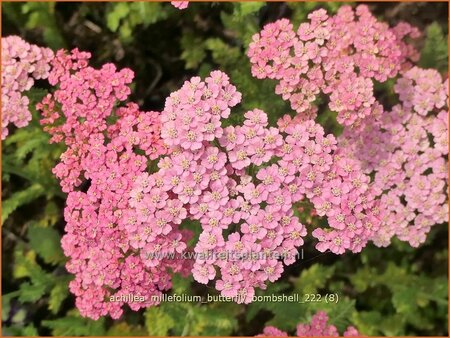 Achillea millefolium &#39;Butterfly Bombshell&#39;