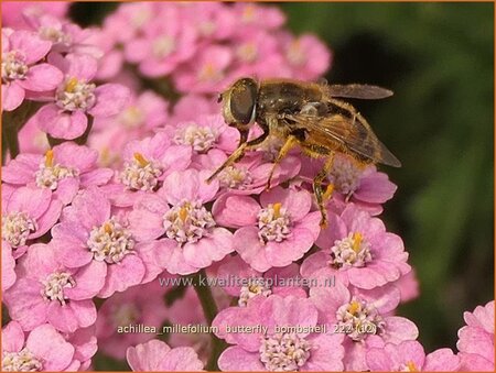Achillea millefolium &#39;Butterfly Bombshell&#39;