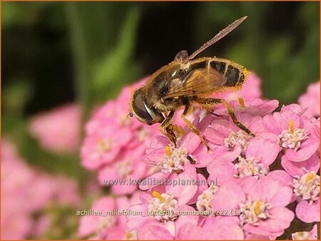Achillea millefolium &#39;Butterfly Bombshell&#39;