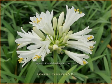 Agapanthus &#39;Thumbelina&#39;