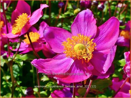 Anemone hupehensis &#39;Fantasy Ariel&#39;