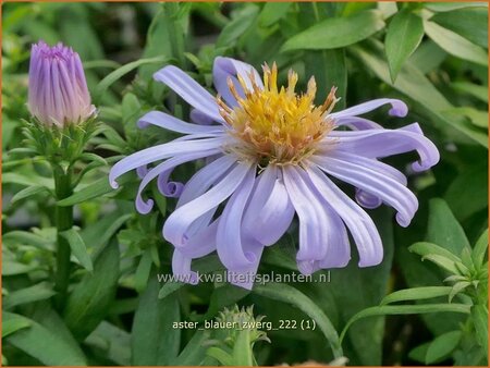 Aster &#39;Blauer Zwerg&#39;