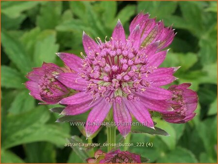 Astrantia major 'Cerise Button'