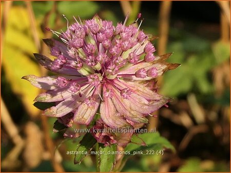 Astrantia major 'Diamonds Pink'