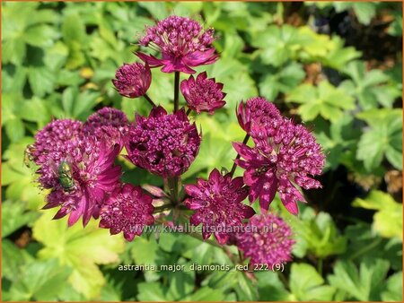 Astrantia major &#39;Diamonds Red&#39;