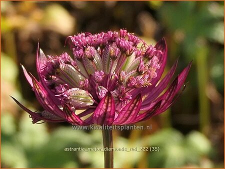 Astrantia major 'Diamonds Red'