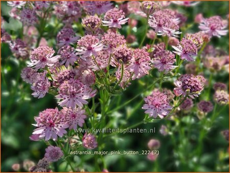 Astrantia major &#39;Pink Button&#39;