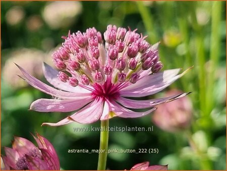 Astrantia major &#39;Pink Button&#39;