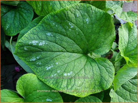 Brunnera macrophylla &#39;White Zebra&#39;